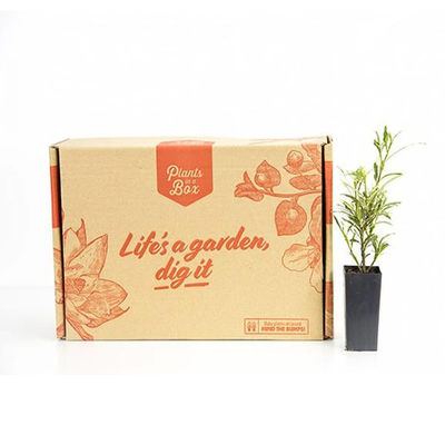 Custom Printed Paper Corrugated Cardboard Grown Live Plant Shipping Box For Plant Packaging