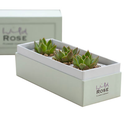 Custom Printed Succulent Planter Gift Box Succulent Packaging Box