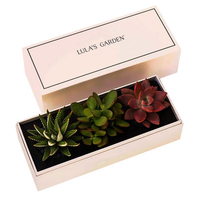 Custom Printed Succulent Planter Gift Box Succulent Packaging Box