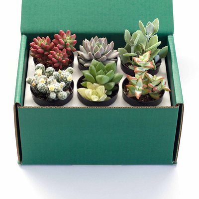 Custom Logo Printed Paper Cactus Succulents Live Plants Packaging Shipping Box with Insert